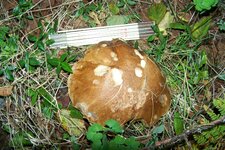 Pilz 100_0888.jpg